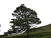 State tree of Scotland