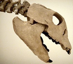 Placodus gigas AMNH 4985 cast skull