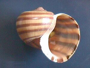 Pomacea glauca 000