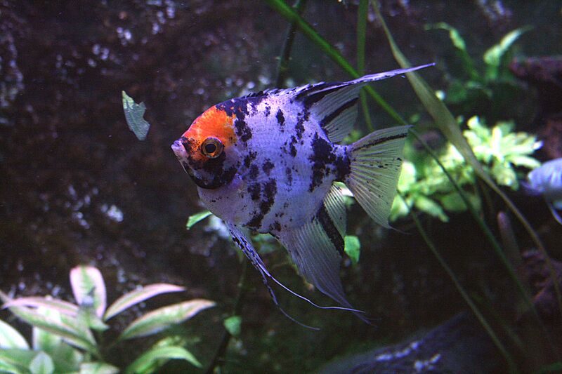 Pterophyllum scalare 1