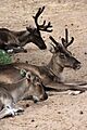 Rangifer tarandus fennicus (juvenile and two adults)