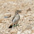 Red-rumped wheatear (Oenanthe moesta moesta) female Kebili