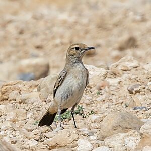 Red-rumped wheatear (Oenanthe moesta moesta) female Kebili.jpg