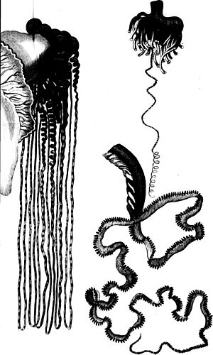 Reize om de wereld gedaan in de jaren 1803, 1804, 1805 en 1806 (microform) - op bevel van Alexander den eersten keizer van Rusland (1811) (20432791199)