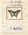 Riley - Butterfly