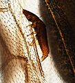 Ripiphorid larva on wing of braconid wasp