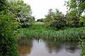 River Stort and its wetlands at Hunsdon Mead, Hertfordshire