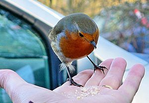 Ivel Valley Wild Bird Food  10 Fun Facts About Robins - Ivel