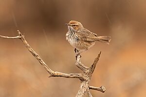 Rufous Fieldwren - Broken Hill.jpg