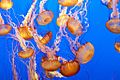 Sea Nettle 2 Monterey Bay Aquarium