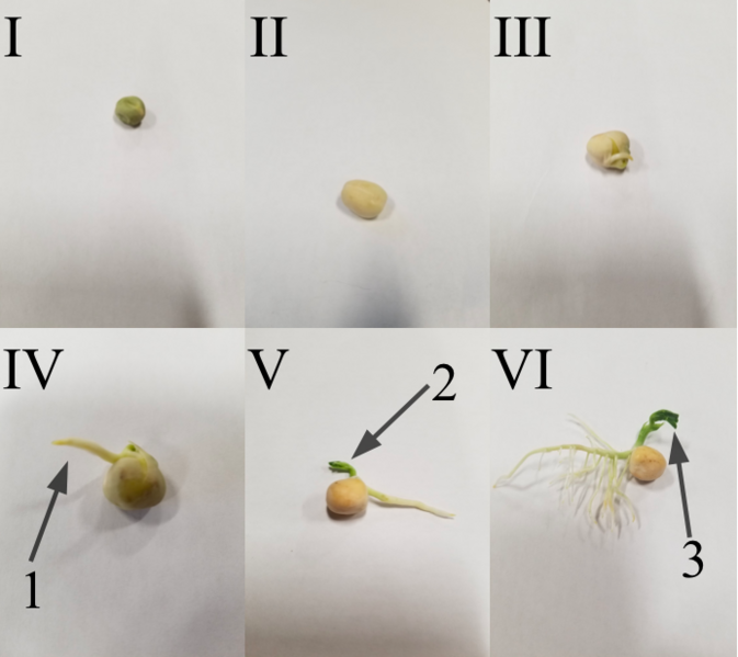 Seed Germination