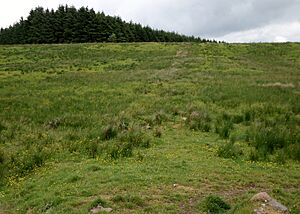 Sheep ree and old wall from Old Blacklaw Bridge, Strathannick
