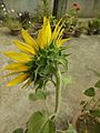 Side rear view of Sunflower head- Helianthus