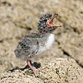 Small white-fronted tern chick calling for parent