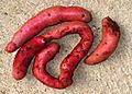 Solanum tuberosum - michuñe