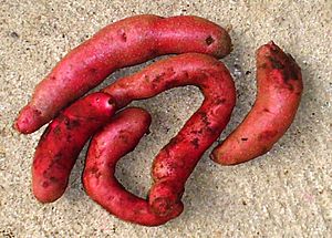 Solanum tuberosum - michuñe
