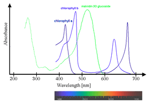 Spectra Chlorophyll ab oenin (1)
