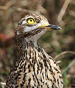 Spotted thick-knee 2014 10 19 10 22 12 0597