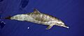 Spotteddolphin1