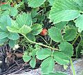 Strawberry Plant in early June