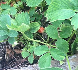 Strawberry Plant in early June