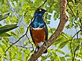 Sturnidae - Lamprotornis superbus-001