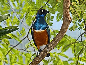 Sturnidae - Lamprotornis superbus-001