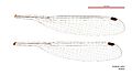 Synlestes selysi female wings (34600850422)