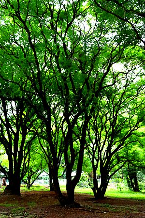 Tamarind Trees
