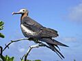Taongi Frigatebird
