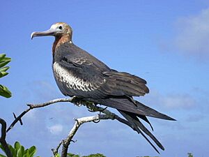 Taongi Frigatebird