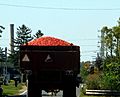 Tomatoes being transported in Leamington, Ontario