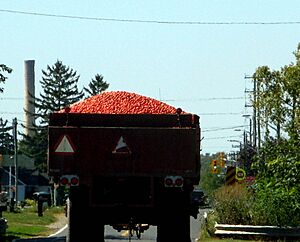 Tomatoes being transported in Leamington, Ontario