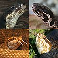 Top row, northern cottonmouth (Agkistrodon piscivorus), bottom row, Florida cottonmouth (Agkistrodon conanti)