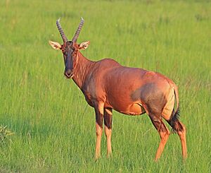 Topi (Damaliscus lunatus jimela) female.jpg