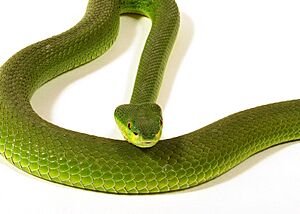 Trimeresurus erythrurus crotale bambous 41.jpg