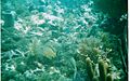 Various fish among coral Pennekamp