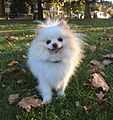 White and Cream colored Pomeranian (party colored)