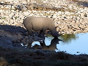 White rhino at watering hole in the morning
