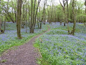 Worth Forest (6)