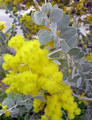 Acacia podalyriifolia.jpg