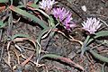 Allium crenulatum 5231