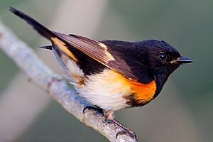 American Redstart of Quintana Texas1