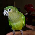 Aratinga pertinax (juvenile) -Panama-8a-3c