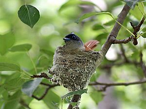 Asian Paradise Flycatcher- Female at nest in Himachal I IMG 3022