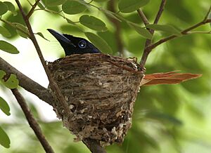 Asian Paradise Flycatcher (Terpsiphone paradisi)- male at nest W IMG 9261