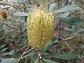 Banksia integrifolia subsp. monticola 07
