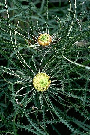 Banksia mucronulata.jpg