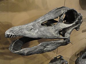 Barosaurus lentus skull cast - Natural History Museum of Utah - DSC07232