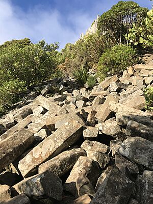 Basalt organ pipes on Mt Cargill, Dunedin, New Zealand